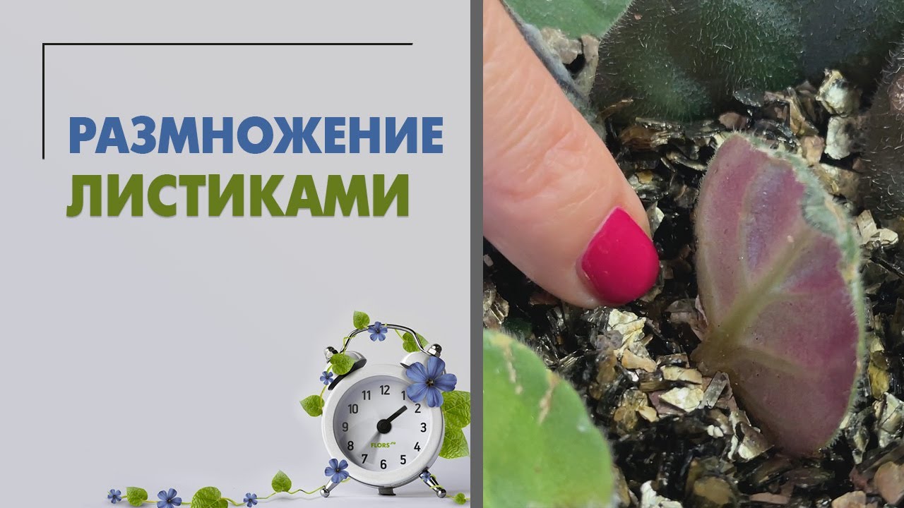 Размножение комнатных растений листиками | Пеперомии, фиалки, суккуленты и другие