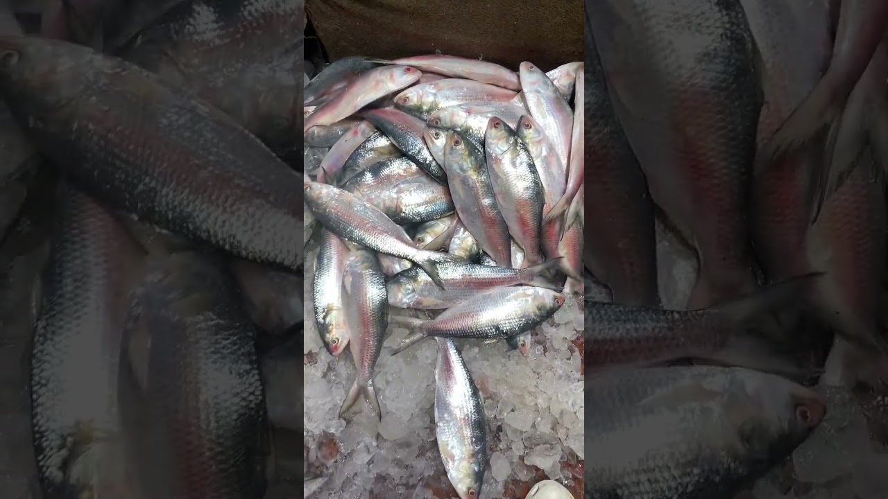 500 gm siz&hellip; 550/rs kg&hellip;.Howrah fish market&hellip;.
