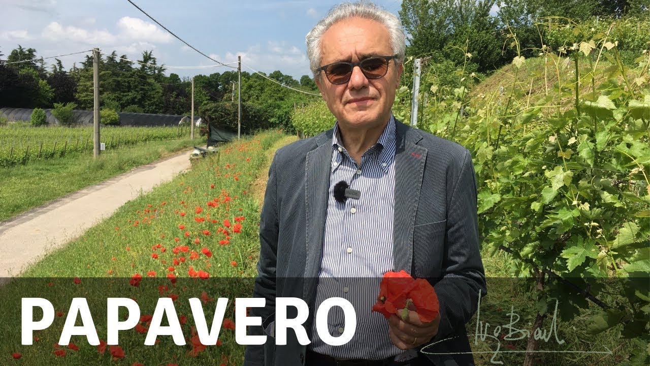 Papavero, pianta rilassante e sedativa a tutti i livelli