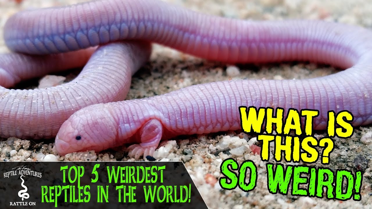 TOP 5 WEIRDEST REPTILES IN THE WORLD!