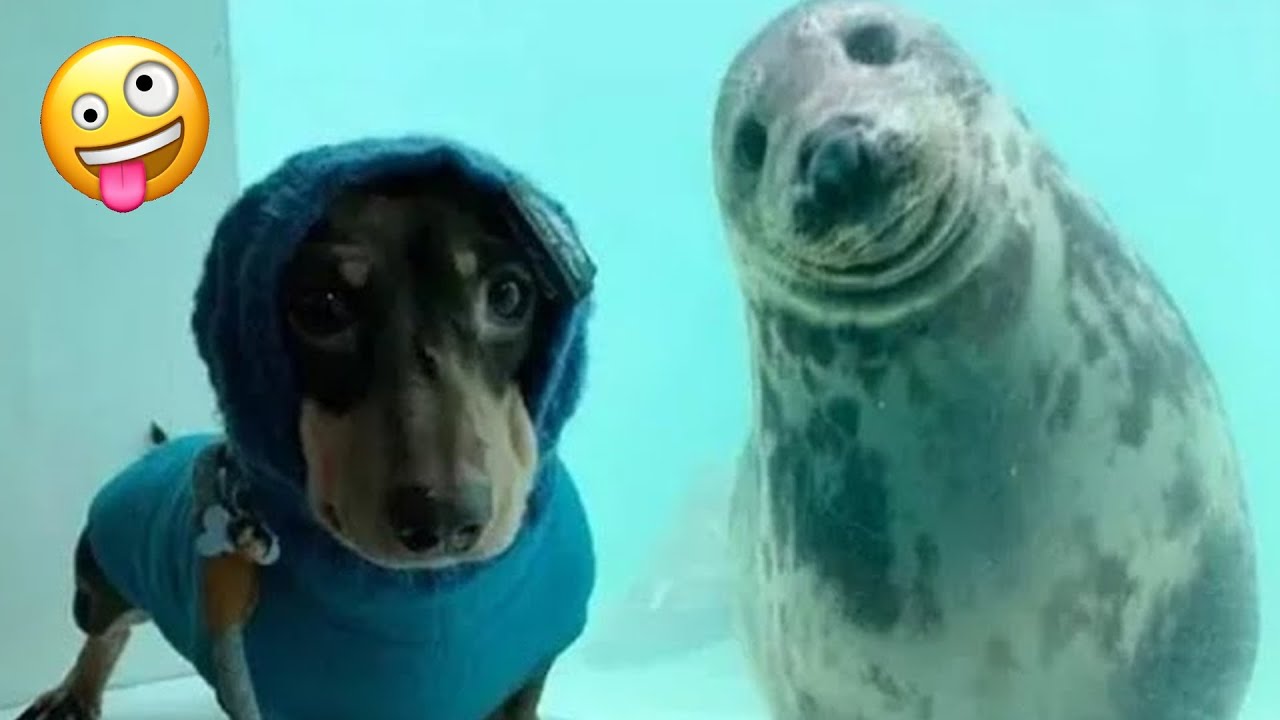 TRY NOT TO LAUGH 😆 Best Funny Videos Compilation 😂😁😆 Memes PART38