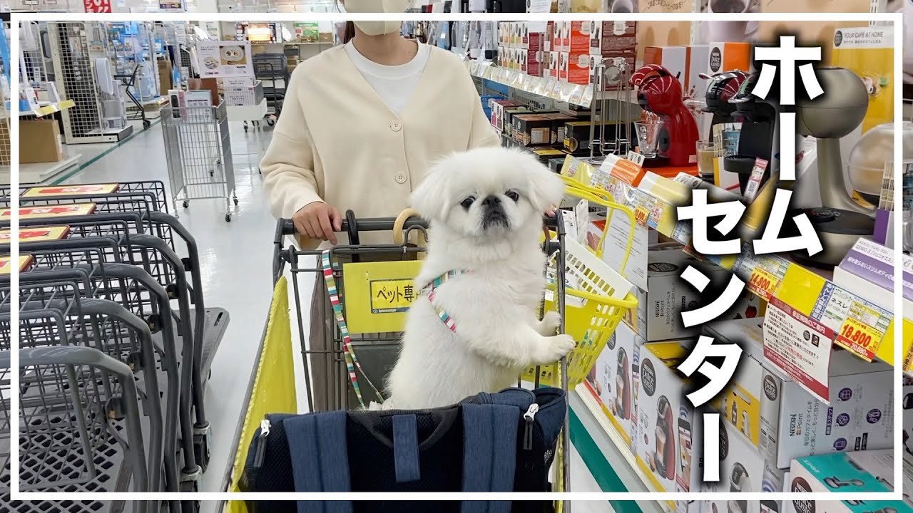 【ペキニーズ】ゆるVlog/初めて犬とホームセンター行ったら楽しかった【シーズー】