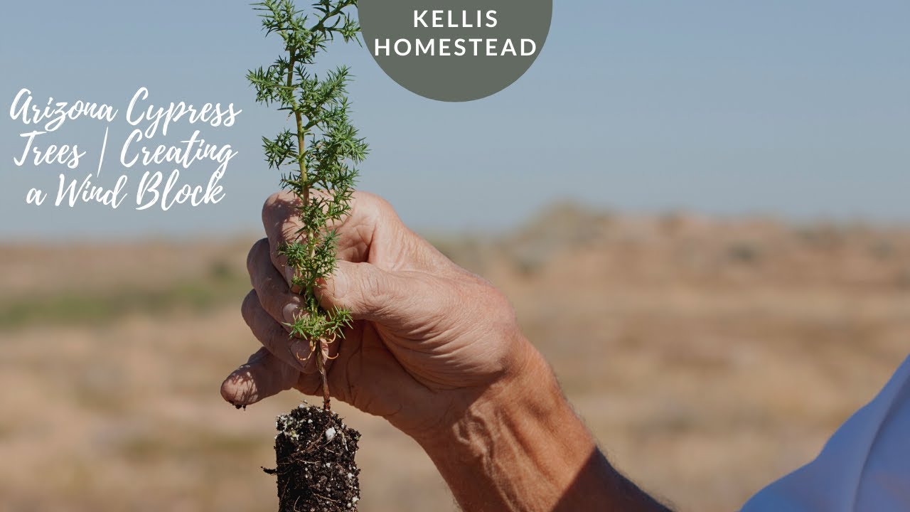 Arizona Cypress Trees | Creating a Wind Block