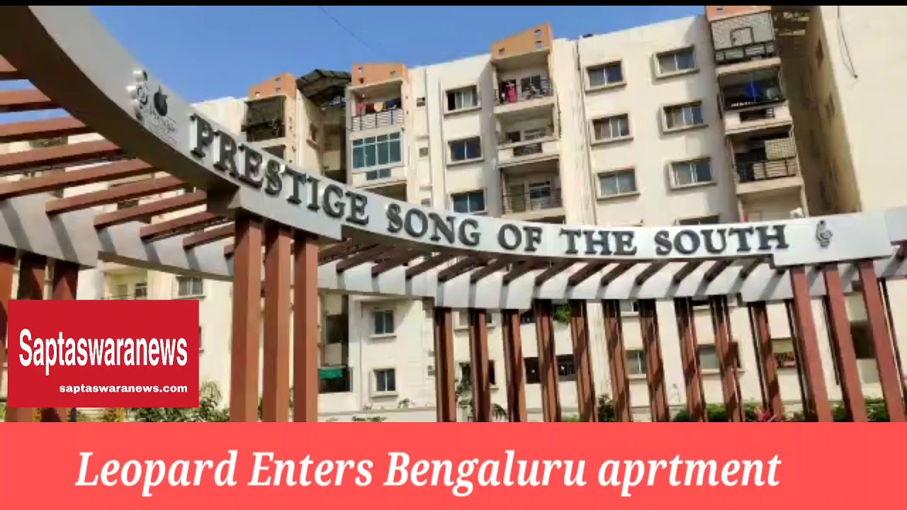 Leopard Enters Bangalore Apartment....