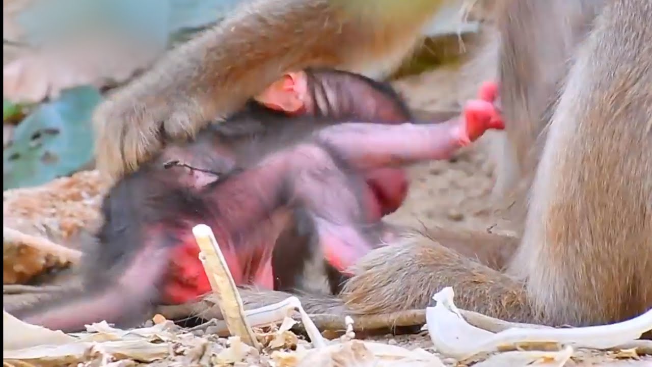 Tiny newborn baby monkey moments With lovely young mommy's care