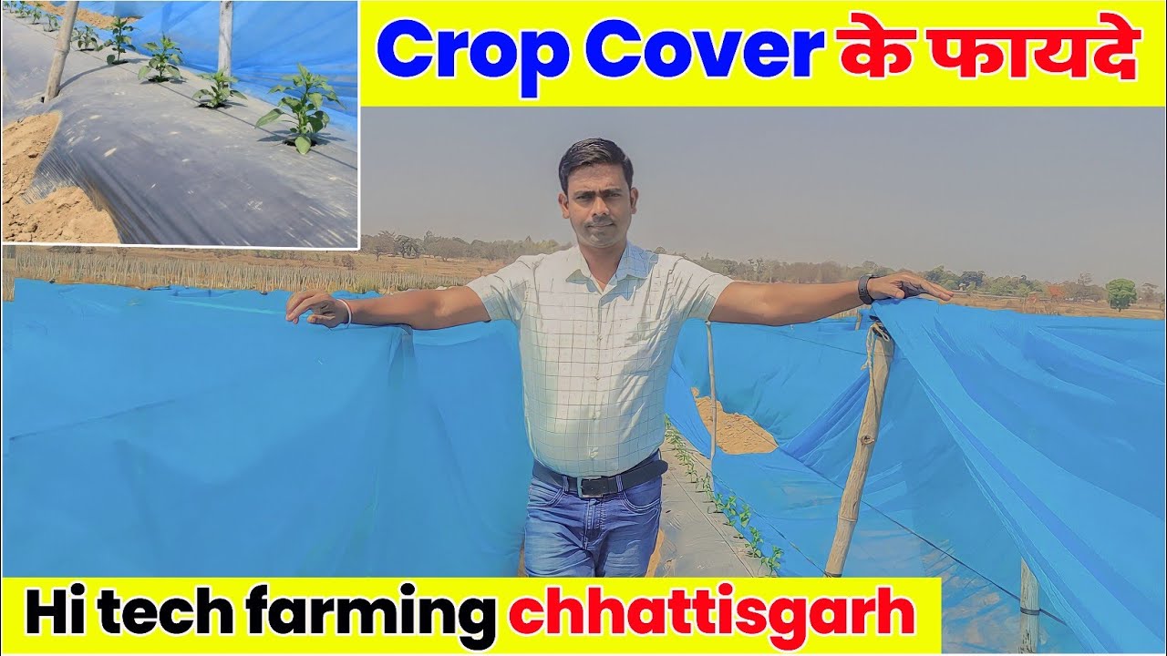 Crop Cover Farming | Hitech farming Chhattisgarh 👌