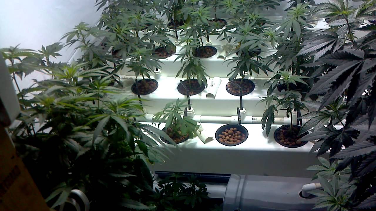 CALI CONNECTION & TGA SUBCOOL GROW - 7 Strains part 3
