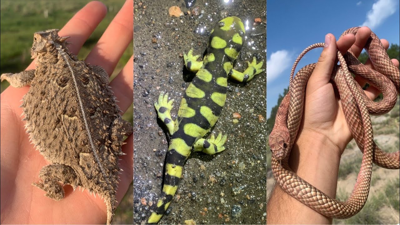 Catching 20+ Species of Reptiles and Amphibians in One Video! - SECO Herping - Late June of 2023