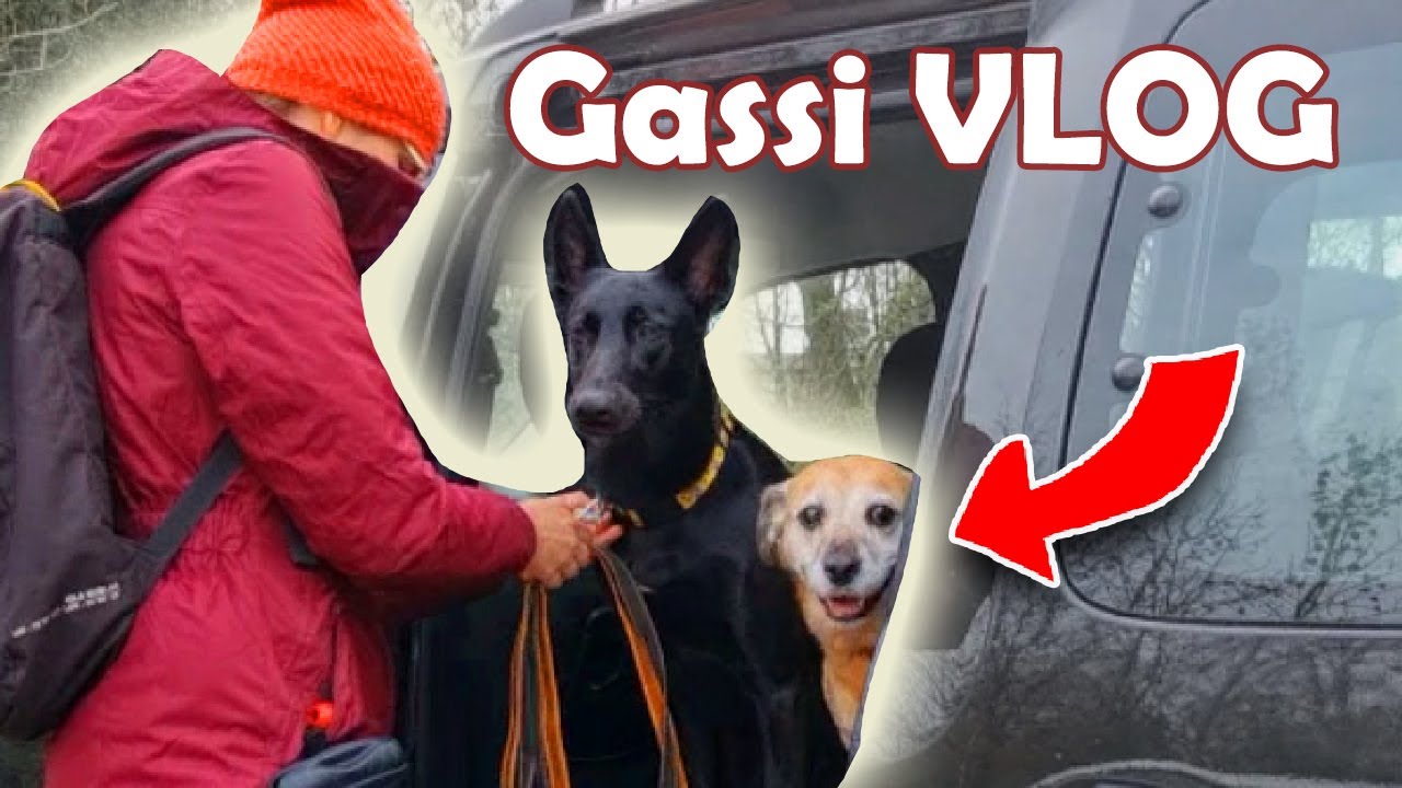 Mit Hund im Wald 🐺 Wir gehen Spazieren🐾 Leben mit Schäferhund 💖Mehrhundehaltung🐶