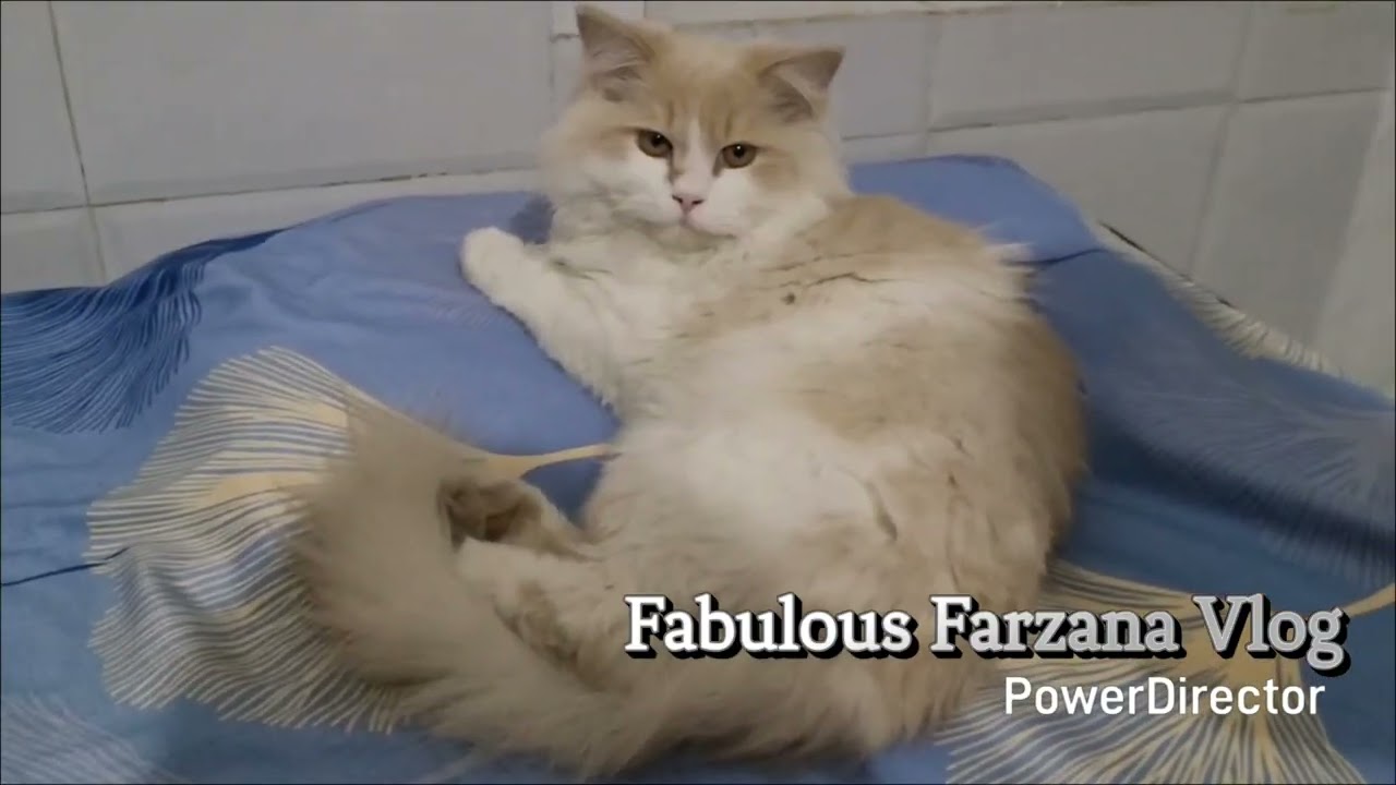 😹 Billi Ki Zabardast Ladai | Funny Cat Fight | Fabulous Farzana Vlog | 