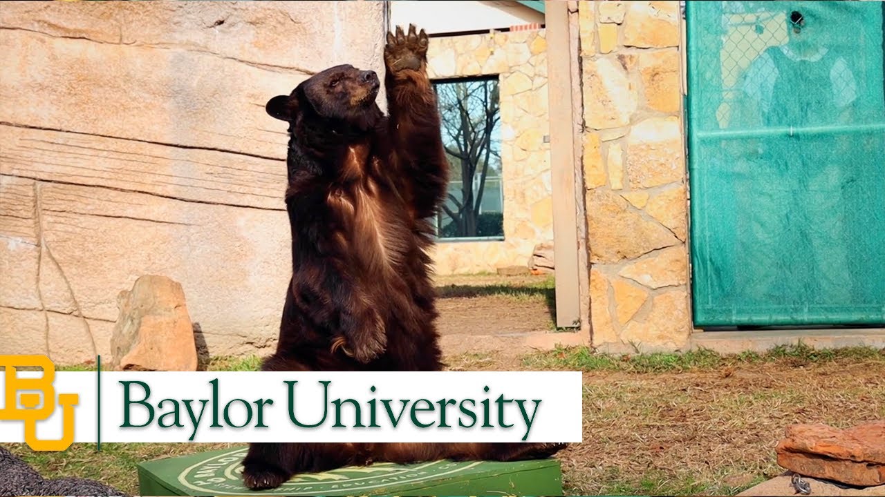 Baylor University's Live Mascots | The College Tour