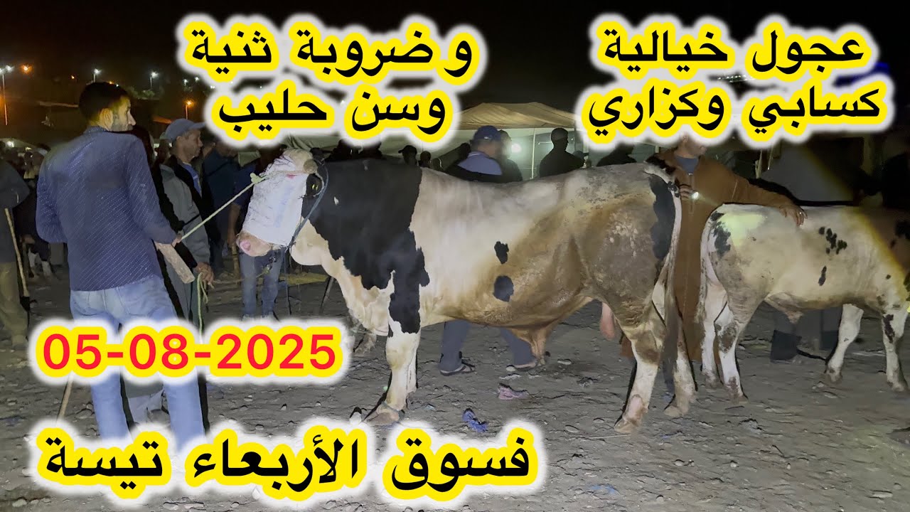 مباشر من سوق الأربعاء تيسة العجول كسابي و كزاري و لعجلة ثنية وسن حليب 05/08/2025