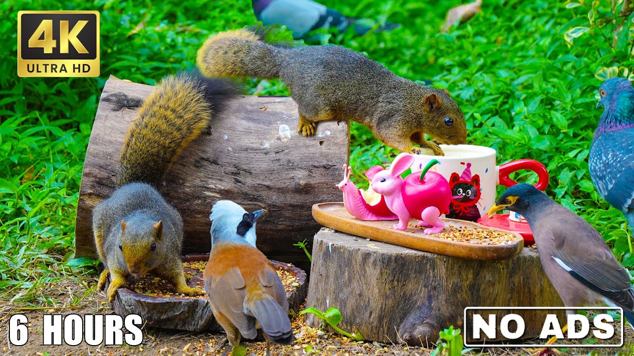 Get Up Close and Personal with Mini-Squirrels 🐿️ Cats Watch 😸 Dogs Watch 🐩 Birds Watch 🕊️ #2