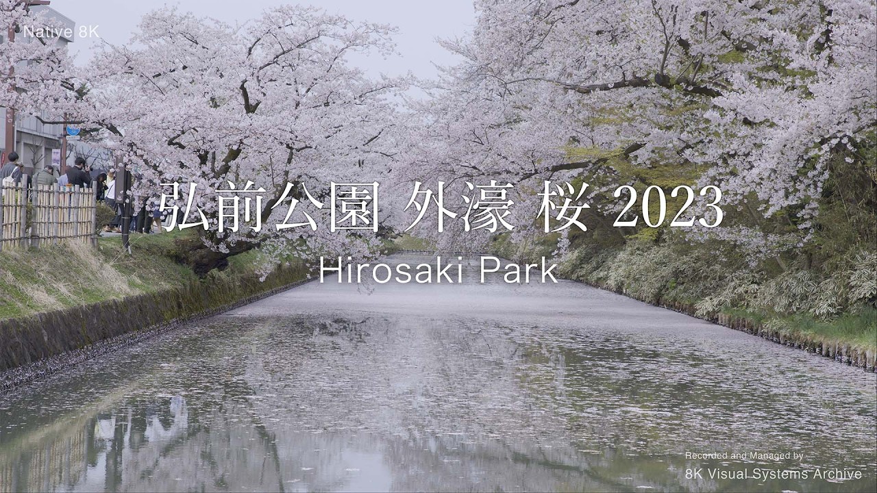 弘前公園外濠 桜 2023｜Hirosaki Park Cherry Blossoms