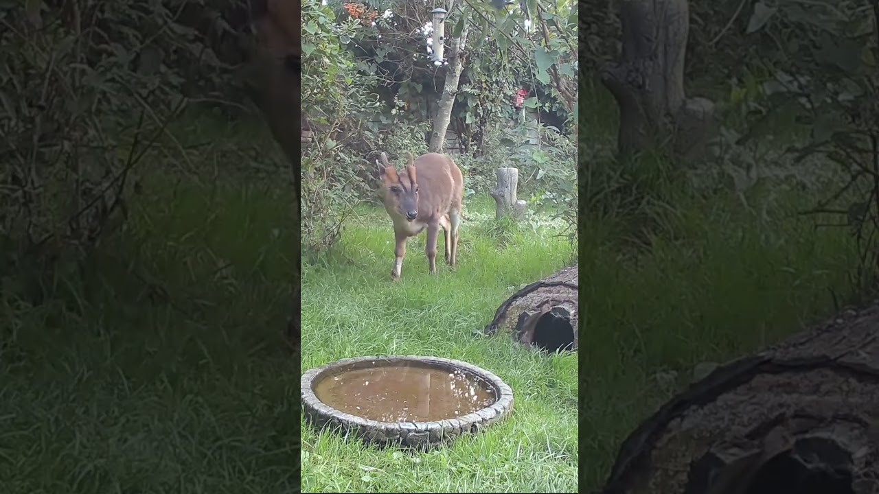 Wild Garden Muntjac Buck #shorts