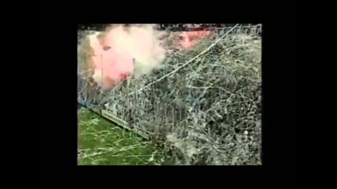 Alianza Lima - Siempre Yo Te Sigo A Todas Partes