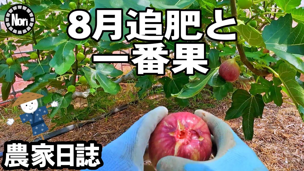 8月の追肥その他｜今年は固形肥料で【いちじく農家の観察日誌】