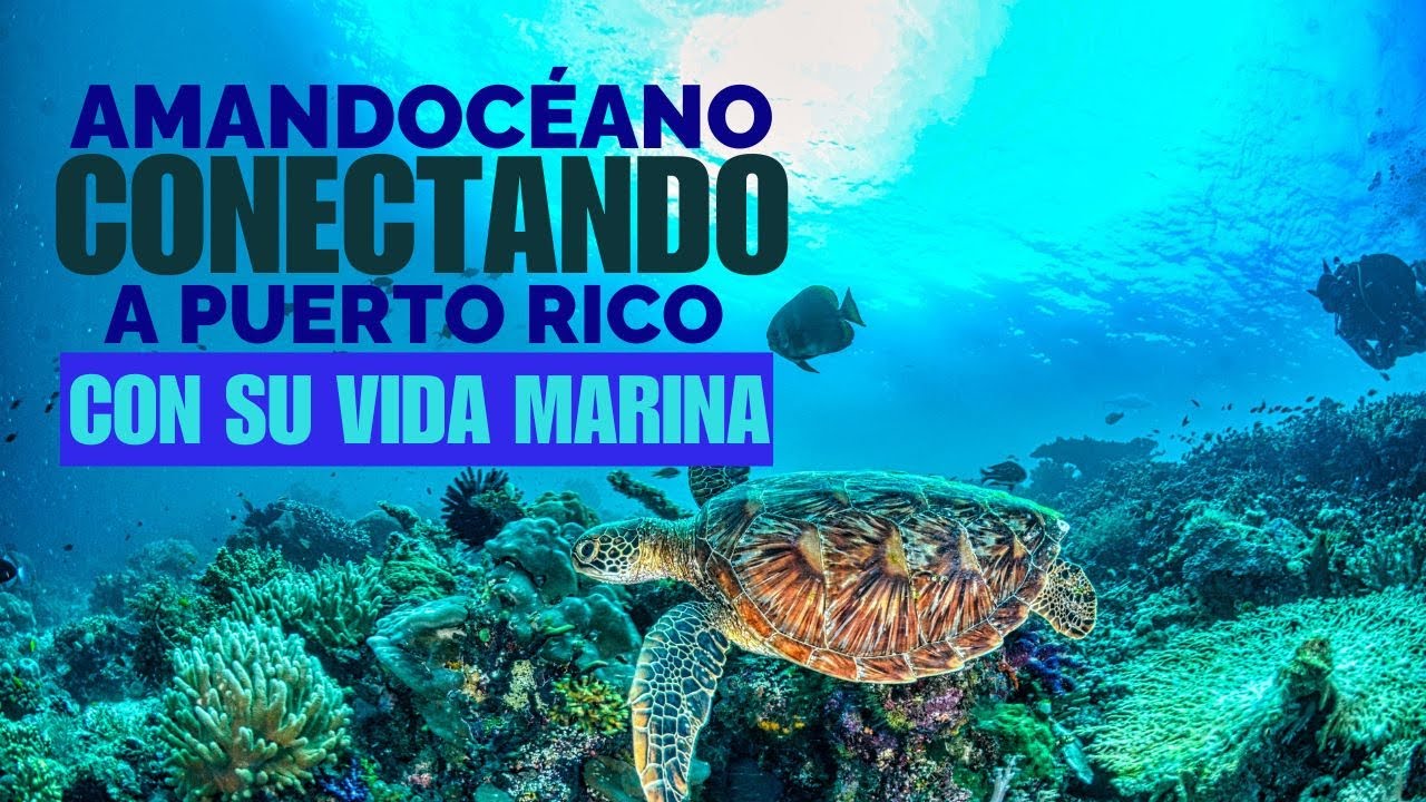 Amandocéano conectando a Puerto Rico con su vida marina