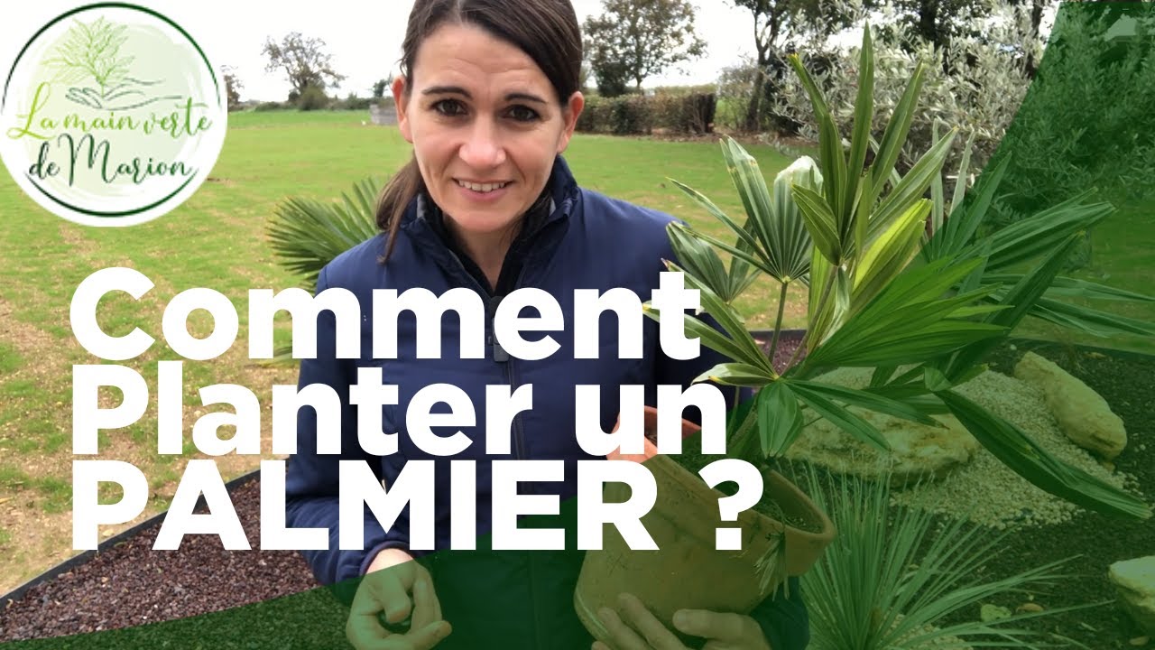 Comment planter un palmier #palmier #arbre #jardin #planter #paysage #plantation #plantations