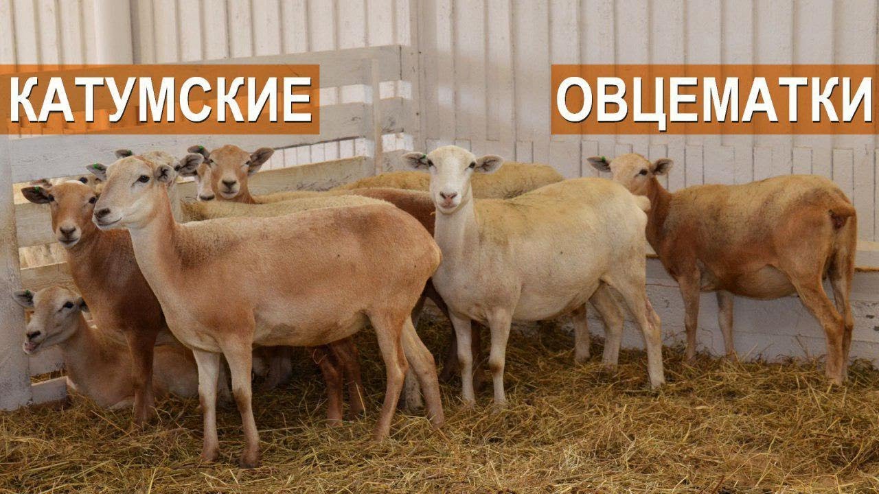 Катумская порода овец. Овцематки. СХП 