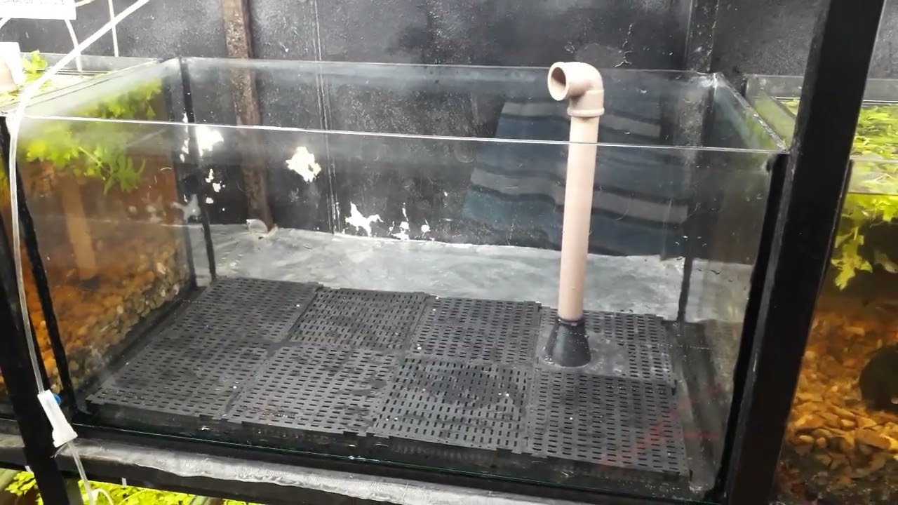 limpeza e montagem de aquário 54 lt. dicas e processo. 🤠👍🦈