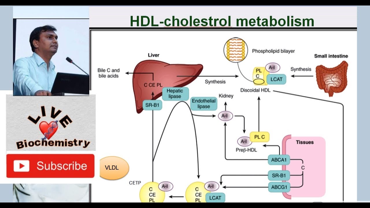 HDL Metabolism | Reverse transport of Cholesterol | High Density Lipoprotein | Biochemistry