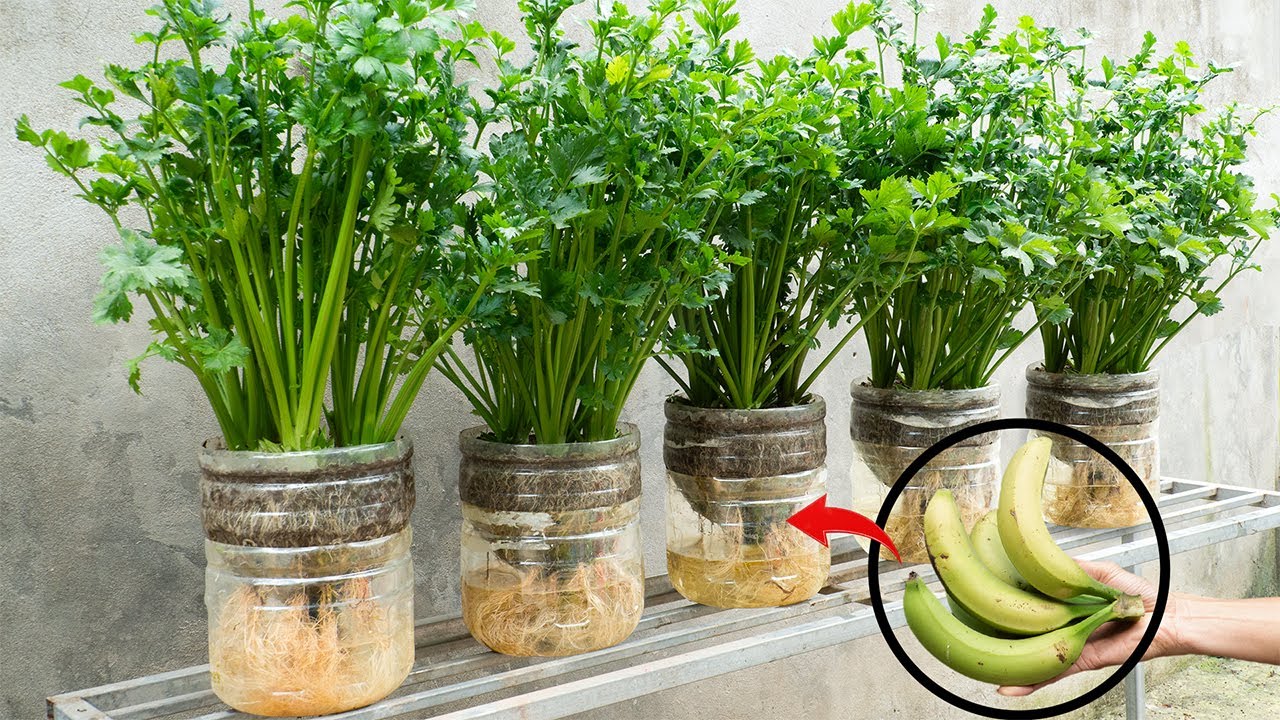 Easy Celery Growing Hacks for Busy People – 10x Faster Harvests You’ll Wish You Knew Sooner