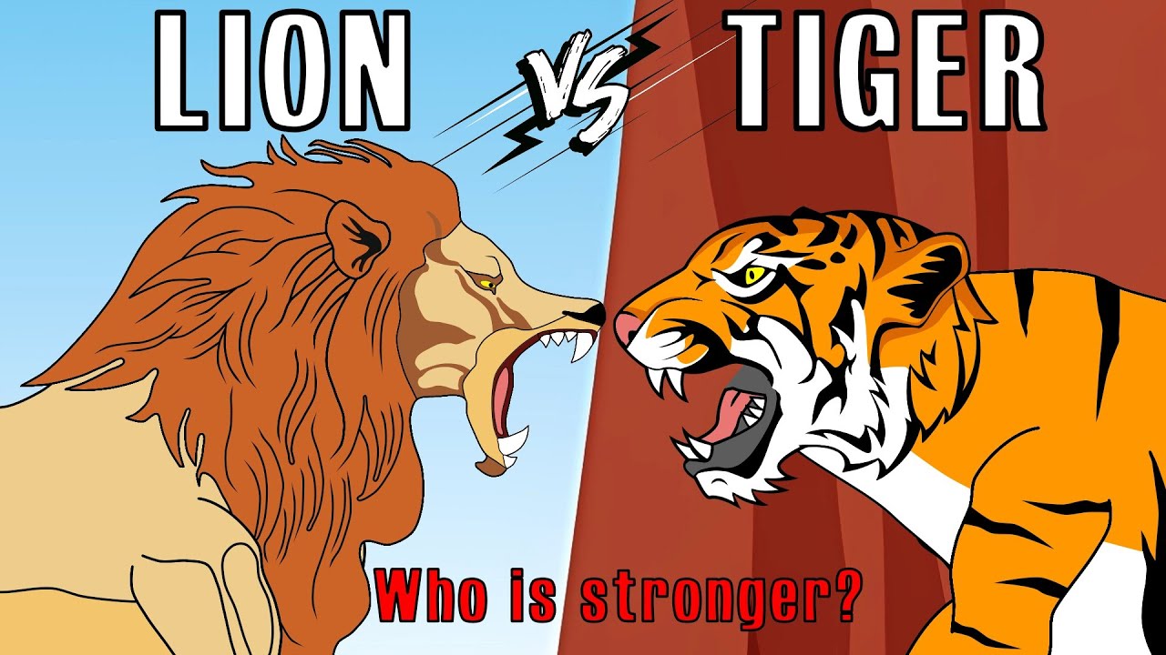LION vs TIGER | Animal Fight Animation (Who is stronger?)