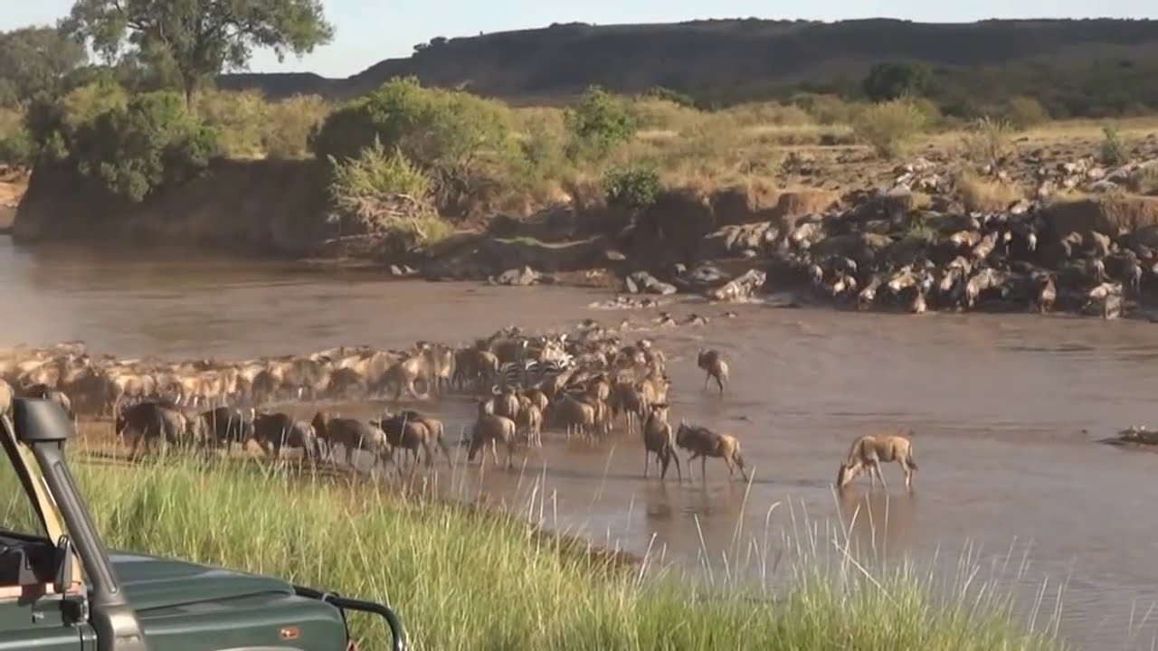 Great Wildebeest Migration II - Kenya 2012, Maasai Mara