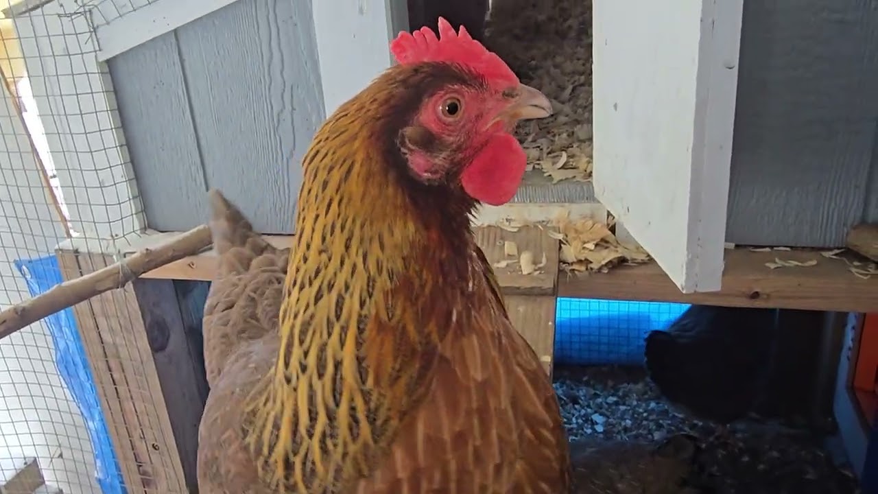 41 Week Old Welsummer Chicks Hunker Down in Fort Knox During Winter Storm