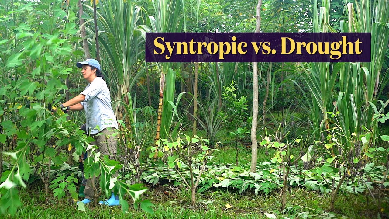 Syntropic Agroforestry | Surviving Drought and Dealing with Hydrophobic Soil