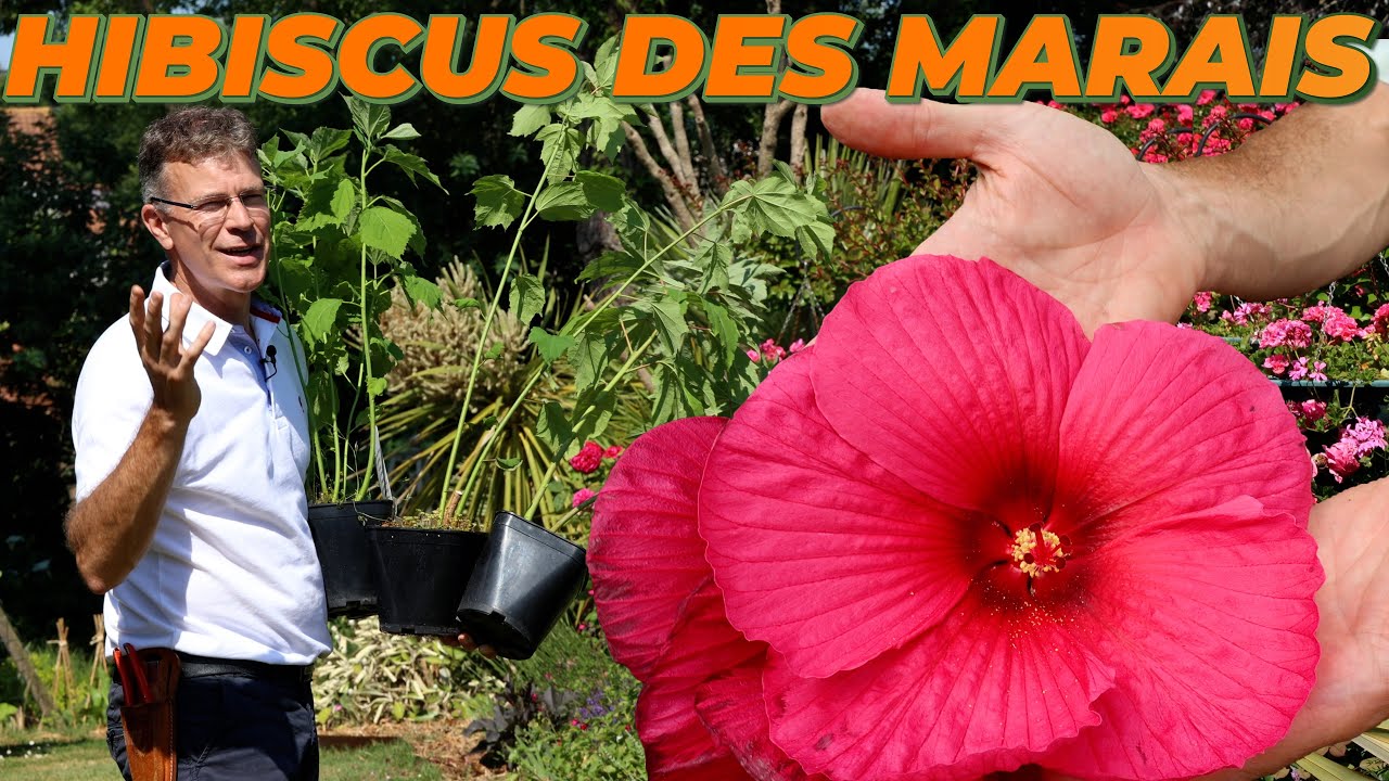 UNE TOUCHE DE FOLIE AVEC LES HIBISCUS DES MARAIS - Que Faire Dans Mon Jardin ? Semaine 23