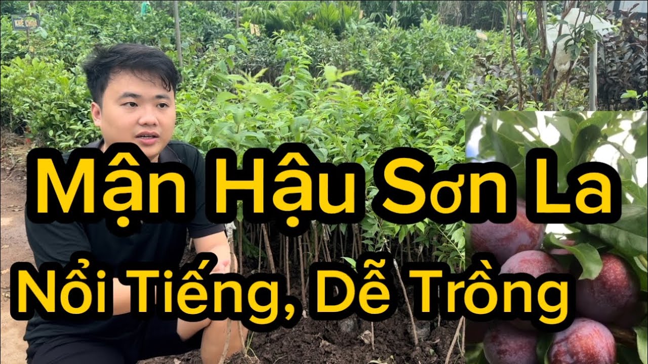 Giới Thiệu Giống Mận Hậu Sơn La Đặc Sản Dễ Trồng - Vừa Ăn Quả Vừa Chơi Hoa Sai Chĩu Cây