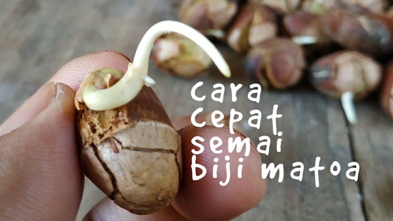 cara cepat semai biji matoa ala cup