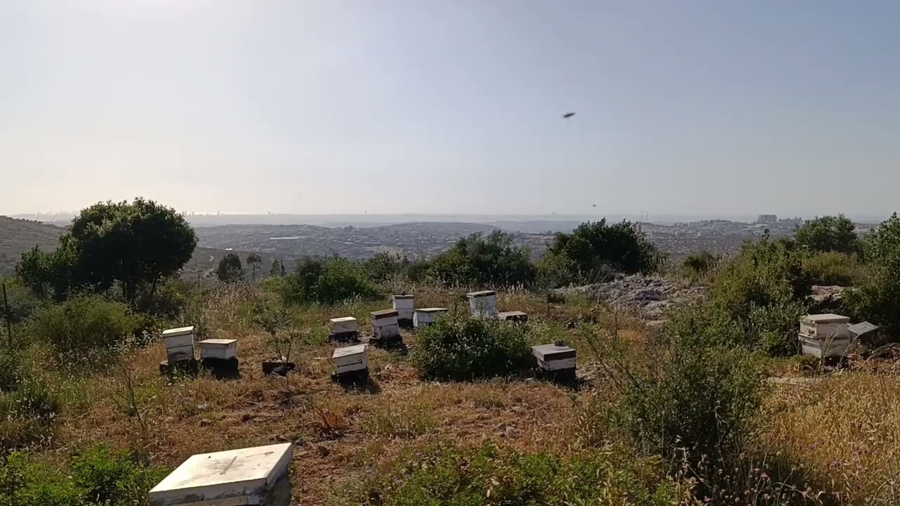 ترتيب اطارات خلية النحل يجب أن يكون بانتظام لمساعدة وتنشيط الملكه على وضع البيض