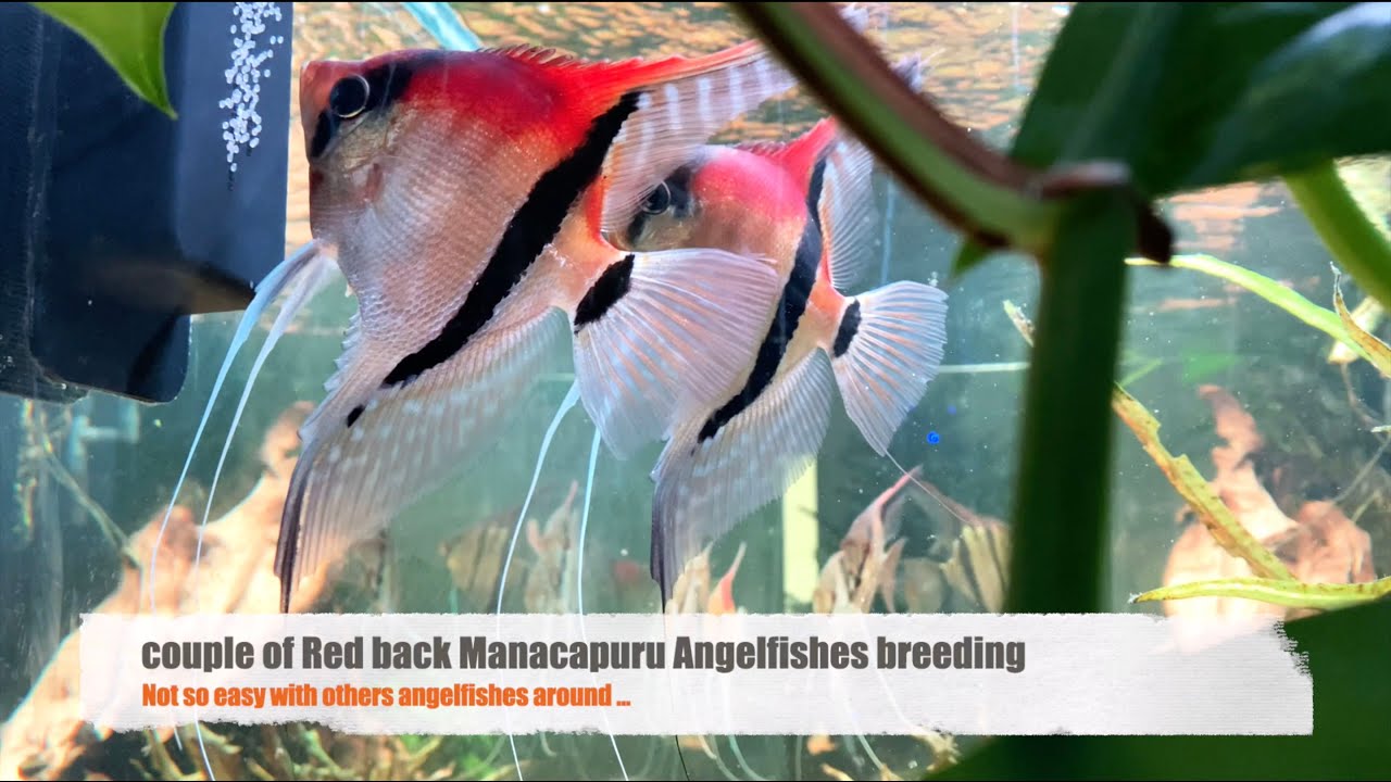 Angelfish tank and its amazonian population - December 2021
