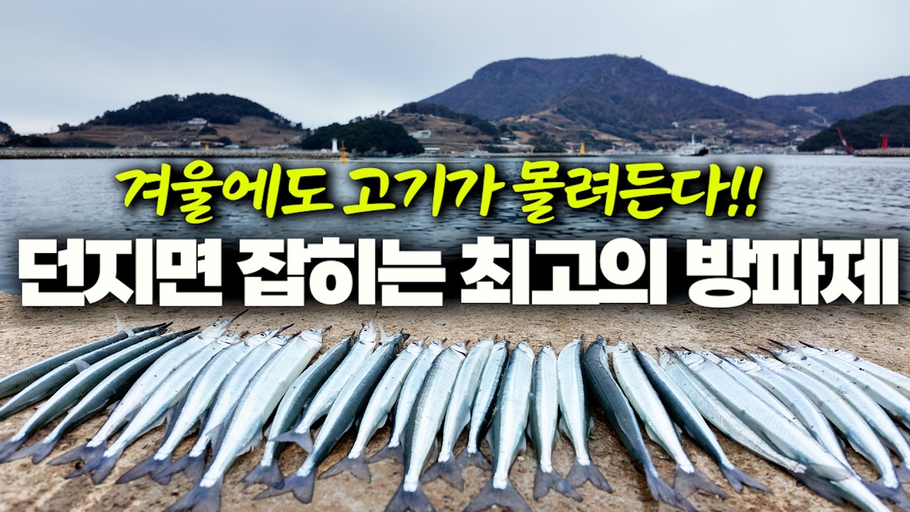 수천 마리 고기가 돌아다니는 최고의 방파제에서 낚시를 해보자!! (박선비tv)