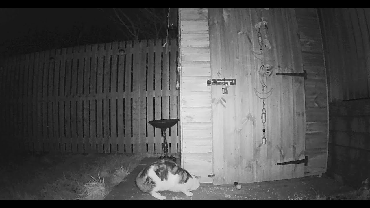 Squirrels Feast in the Garden... Then a Sneaky Surprise Shows Up at Night!
