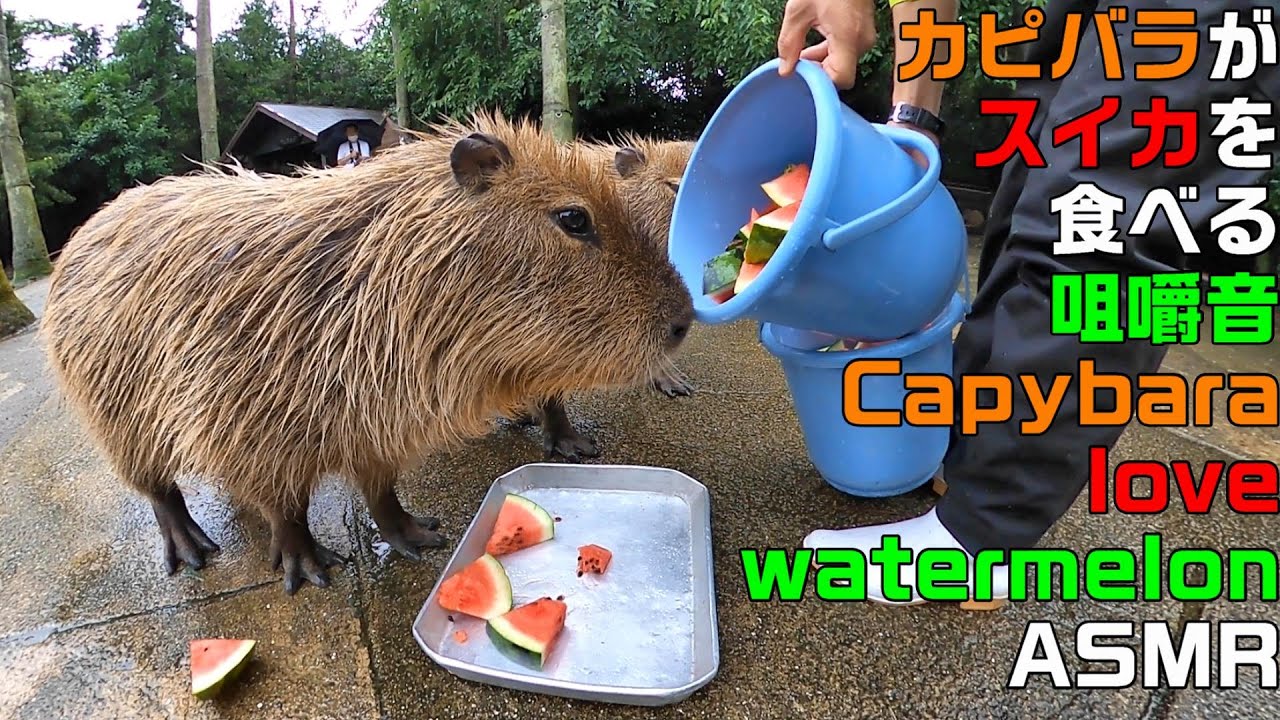 カピバラがスイカを食べる咀嚼音 capybara love watermelon ASMR