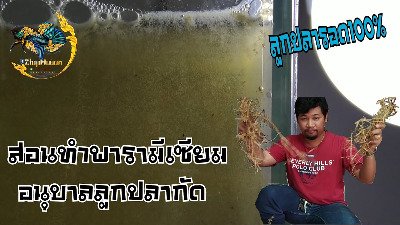 สอนทำพารามีเซียมอนุบาลลูกปลากัด