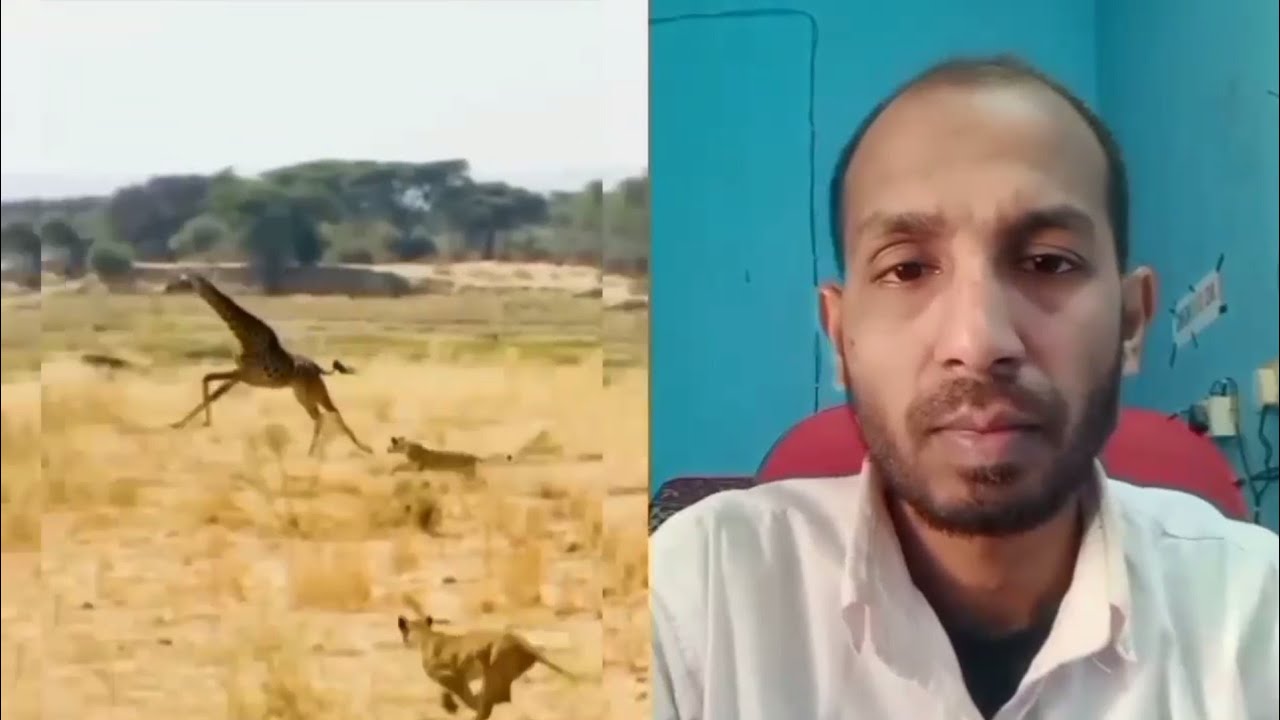 Dangerous attack by lions on northern giraffes.