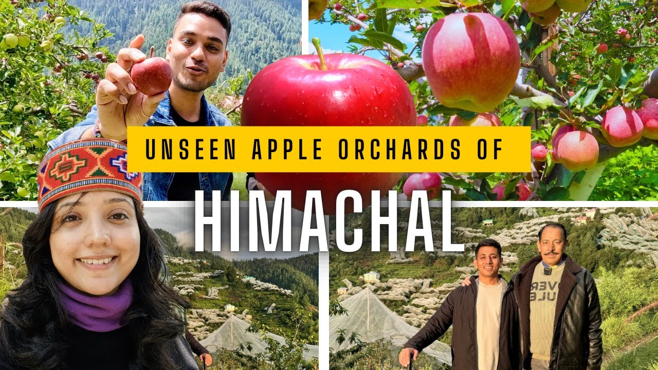 Part-3 | Unseen Apple Farming in Himachal Pradesh 🍎| Sharmtu Village #pallavisaini #farming #village