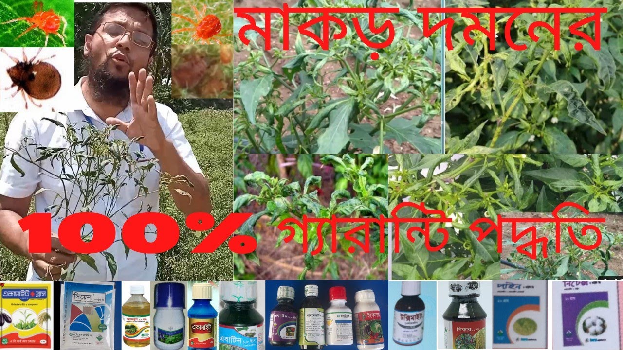 ক্যাপসিকাম ও মরিচের মাকড় দমন এর সর্বশেষ সকল তথ্য||Red Mites Control All Update Information