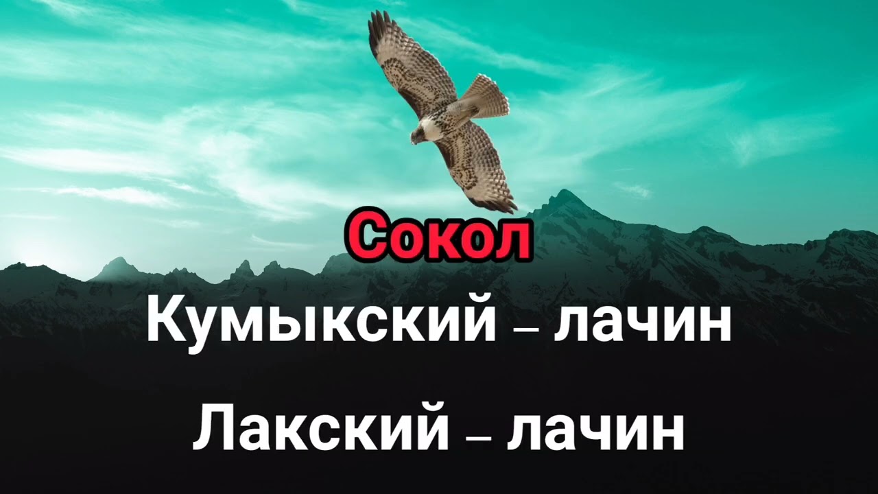 Тюркизмы в лакском языке