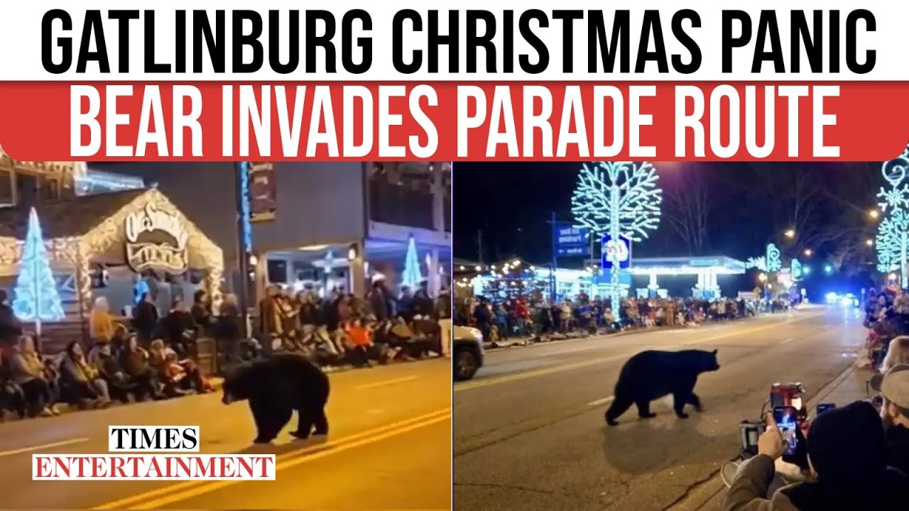 Black Bear CRASHES Gatlinburg Christmas Parade As Stunned Spectators Capture WILD Moment | WATCH