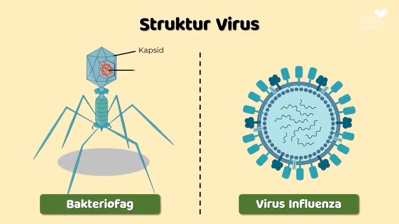 Ciri-ciri, Bentuk dan Struktur Virus