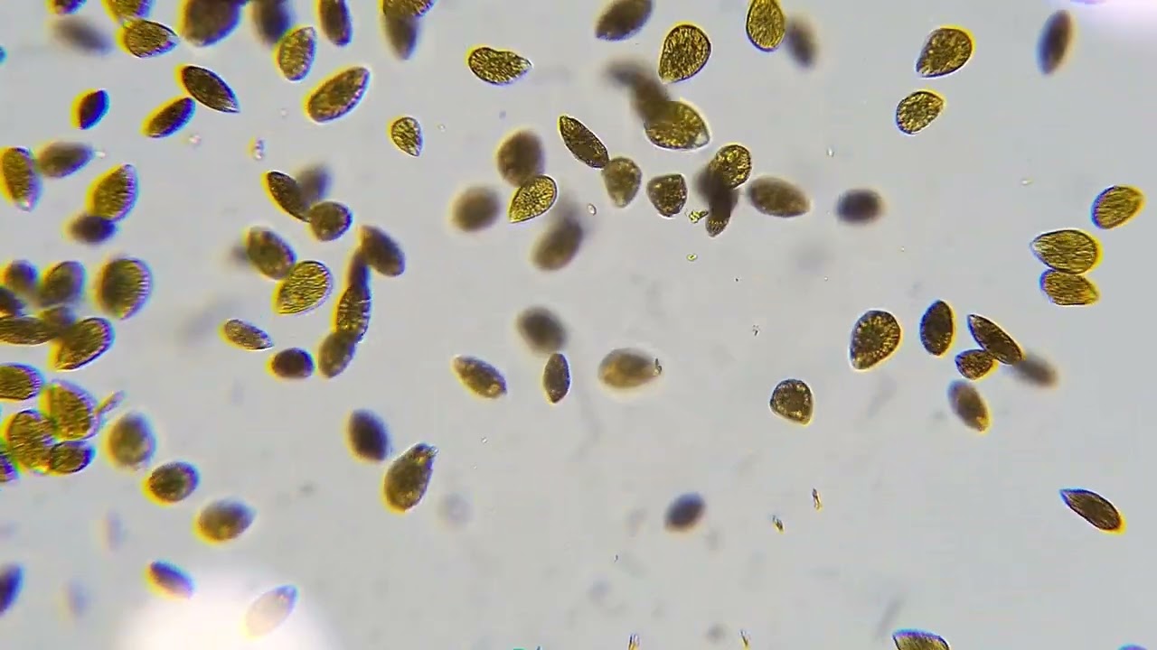 Ostreopsis Dinoflagellates in the frag tank.