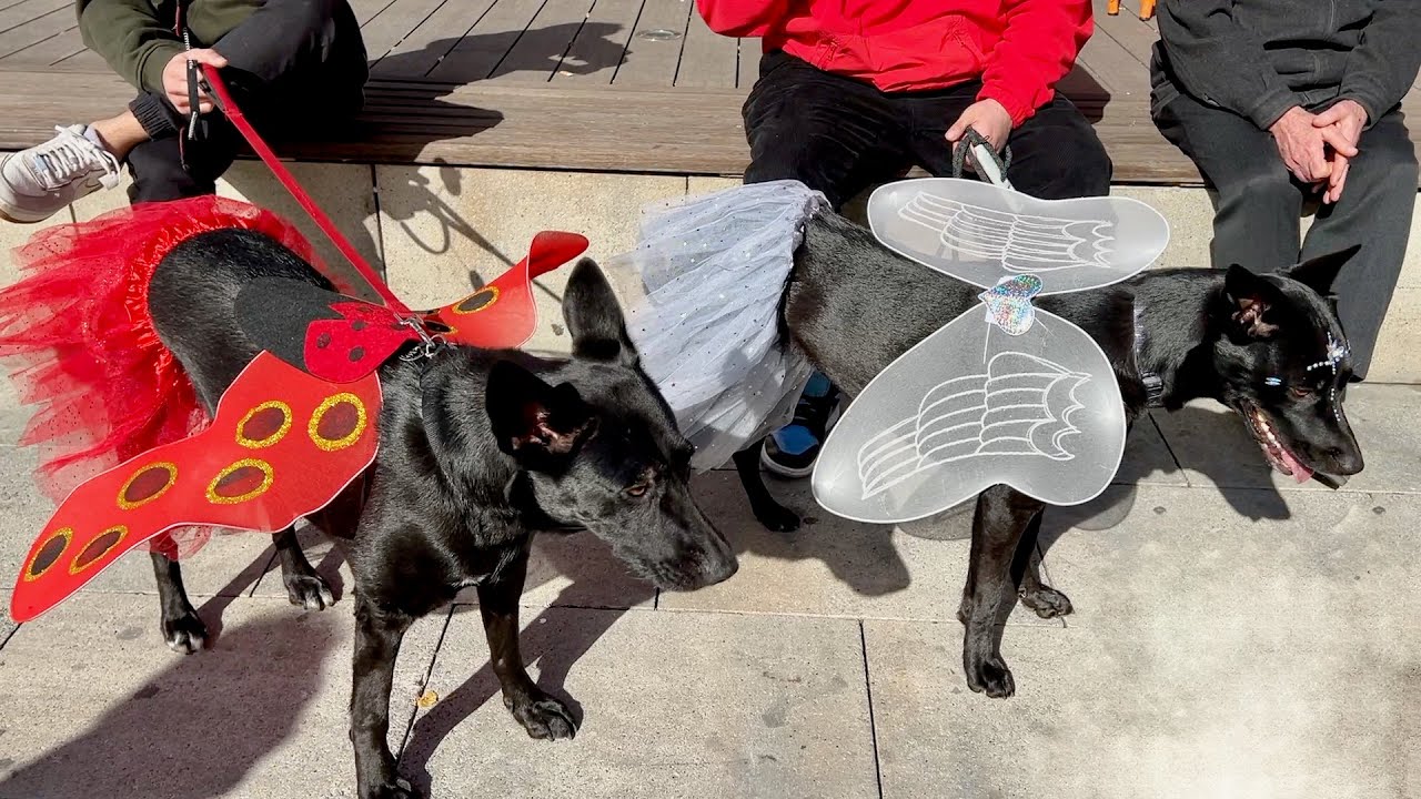 CARNAVAL BESTIAL VALLS 2024 - Primer Carnaval de Disfresses Solidari adreçat a MASCOTES (Cameràman)