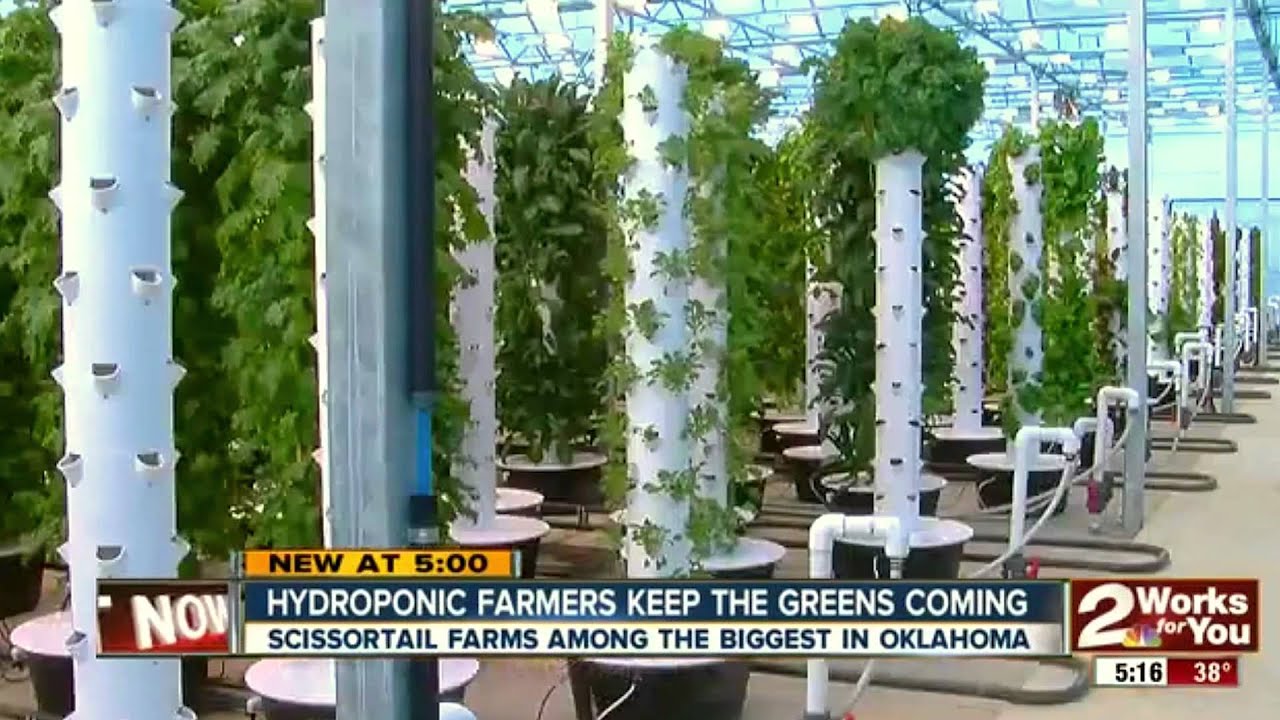 The world’s largest aeroponic farm, exploding with food in the middle of a “food desert”