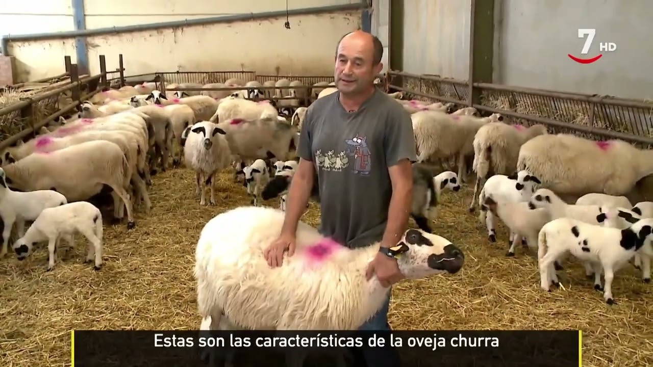 Por qué es tan especial la oveja churra en Castilla y León | El campo al día